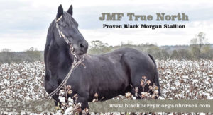 JMF True North in cotton field